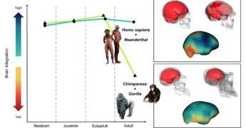 L’eterna giovinezza’ del cervello di Homo sapiens mai diventato adulto