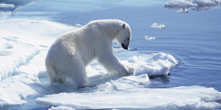 Alaska, una donna e un bambino uccisi da orso polare