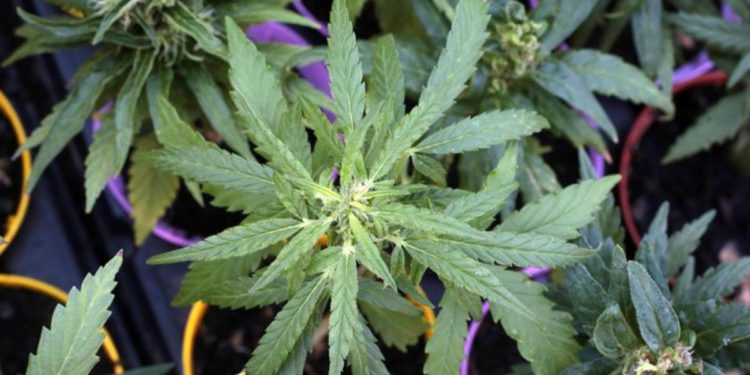 Cannabis, botta e risposta Salvini-Schlein