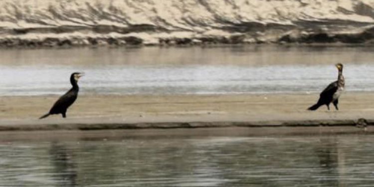 Api sconvolte, cormorani famelici e radicchi scoloriti: gli effetti del caldo anomalo