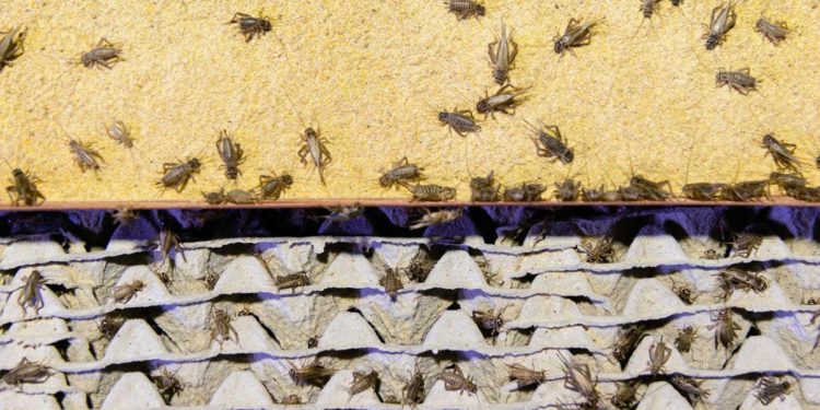 Cibo, ok all’uso della polvere di grillo domestico in Ue