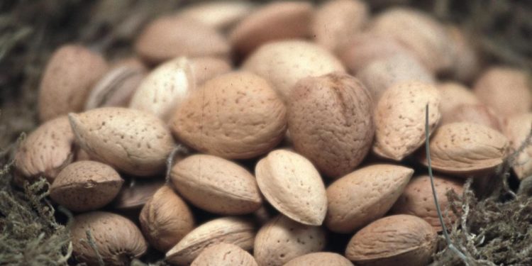 Mandorle snack ideale per chi pratica sport, lo studio