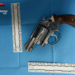 Trovata una pistola calibro 38 nel covo del boss Messina Denaro