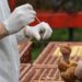 Aviaria, Gb avvia piano che include pandemia: cosa dicono esperti