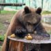 Bioparco Roma: ”Contro il freddo patate calde ai macachi e mele cotte all’orso”