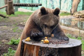 Bioparco Roma: ”Contro il freddo patate calde ai macachi e mele cotte all’orso”