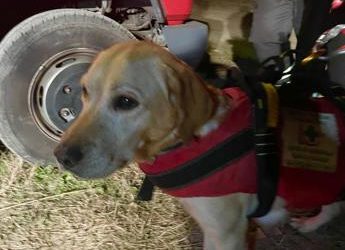 Migranti, tra i soccorritori anche il labrador Mae