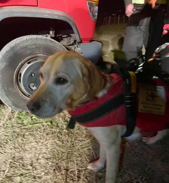 Migranti, tra i soccorritori anche il labrador Mae