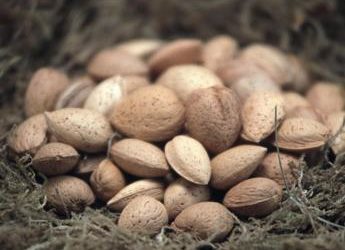 Richiamo per mandorle sgusciate, presenza di aflatossine