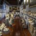 Un milione e mezzo di visitatori nel 2022 per la Galleria dell’Accademia di Firenze