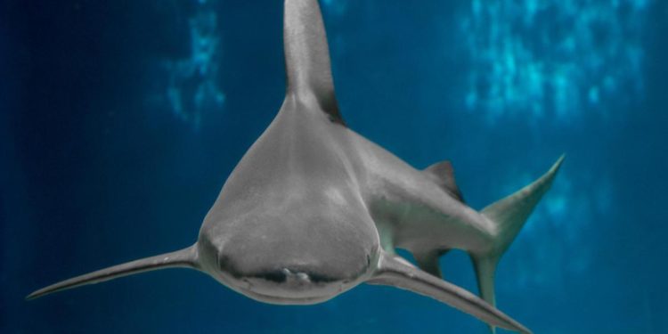 Australia, 16enne uccisa da uno squalo in un fiume a Perth