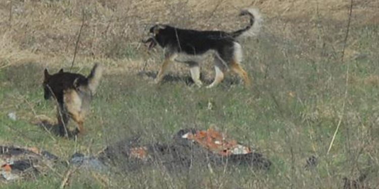 Salvini lancia su TikTok pdl contro polpette avvelenate, è reato di ‘strage di animali’