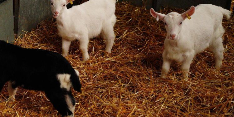 Messico, ex direttore zoo sotto accusa: “Ha cucinato capre pigmee per festa natalizia”