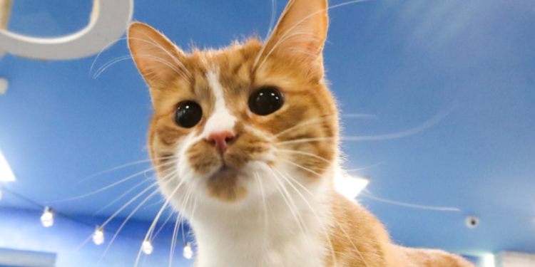 Studio: “Ecco i falsi miti sui gatti”