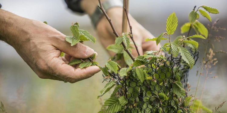 Leonardo, nasce un’area verde nel sito di Foggia