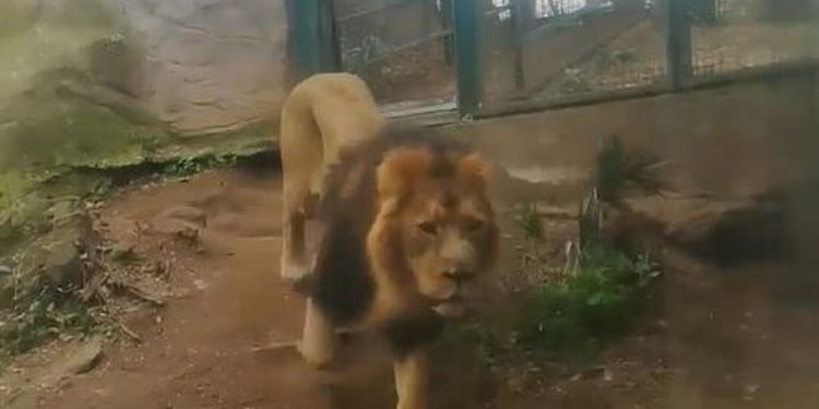 Roma, presidente Bioparco: “Leone che piange? Sta benissimo” – Video