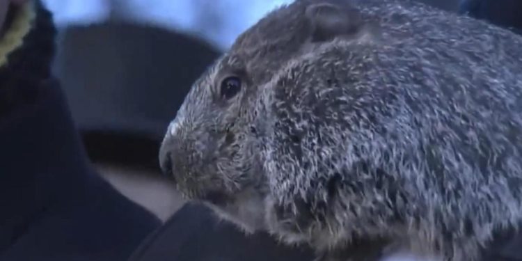 Giorno della marmotta, Phil ‘predice’ altre 6 settimane di inverno – Video
