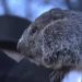 Giorno della marmotta, Phil ‘predice’ altre 6 settimane di inverno – Video