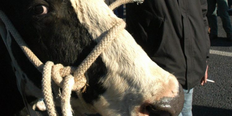 Cina, clonate tre ‘super mucche’