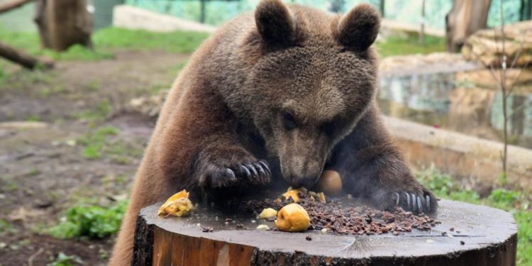 Anche al Bioparco di Roma freddo intenso, si intensificano le cure per gli animali