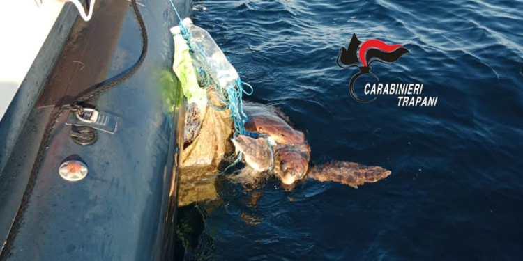Carabinieri Favignana salvano una tartaruga Caretta