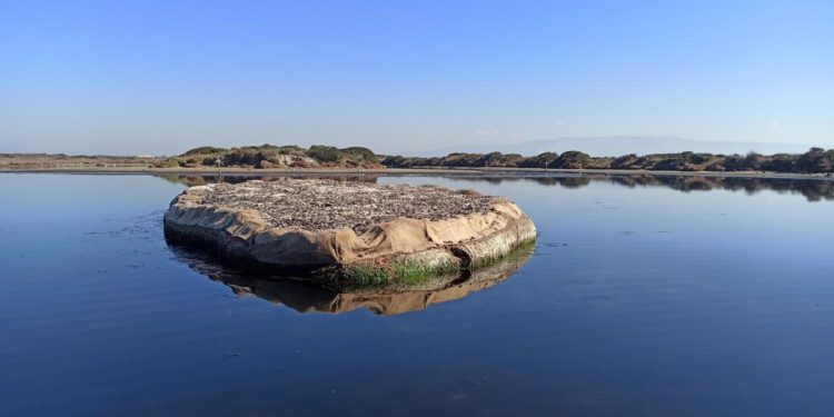 Ambiente, inizia a popolarsi l’isolotto fatto di gusci di cozze nel Golfo di Oristano