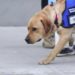 Bologna, ragazza cieca sfrattata per cane-guida riceve offerte casa