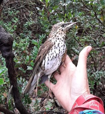 Bracconaggio in Sardegna, LIPU: “Servono più controlli, trappole e reti ancora molto utilizzate nel sud della Sardegna”