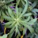 Schillaci, ‘estratti cannabis usati come novel food, non autorizzati’