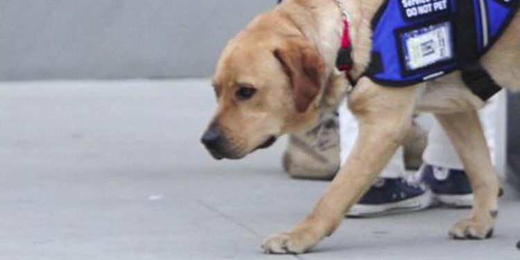 Bologna, ragazza cieca sfrattata per cane-guida riceve offerte casa