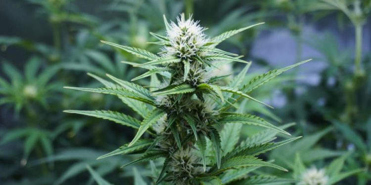 Cannabis e cuore, l’allarme: con uso quotidiano +34% rischio coronarie