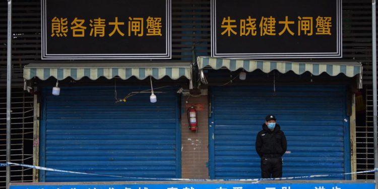 Origine covid, da dati Wuhan sospetti sul cane procione: lo studio
