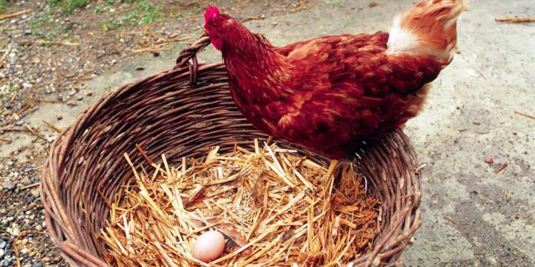 Egitto, zampe di gallina contro fame: bufera su consigli governo