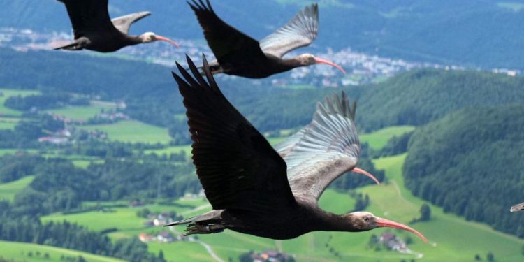 Giornata mondiale fauna selvatica, salvati oltre 4.000 animali da Zoo e Acquari d’Italia