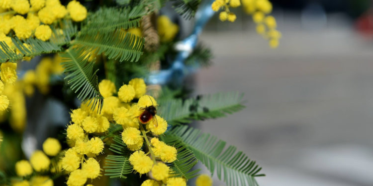 8 marzo, Schettini sui canali Mur: “Le donne scelgono già la scienza”