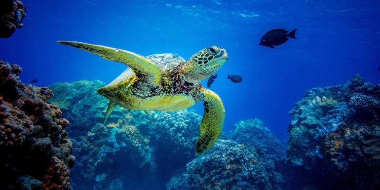 Oceani, Onu raggiunge accordo su protezione Alto mare