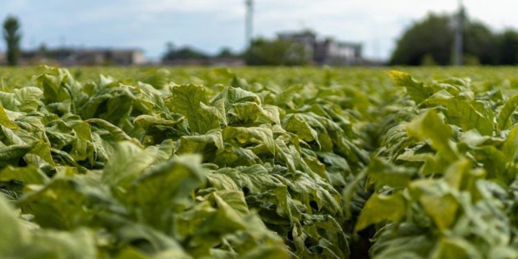 Hannappel (Philip Morris): ‘Quarto rinnovo accordi con Masaf per acquisto tabacco italiano’