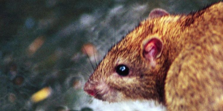 Covid, anche i ratti positivi: lo studio