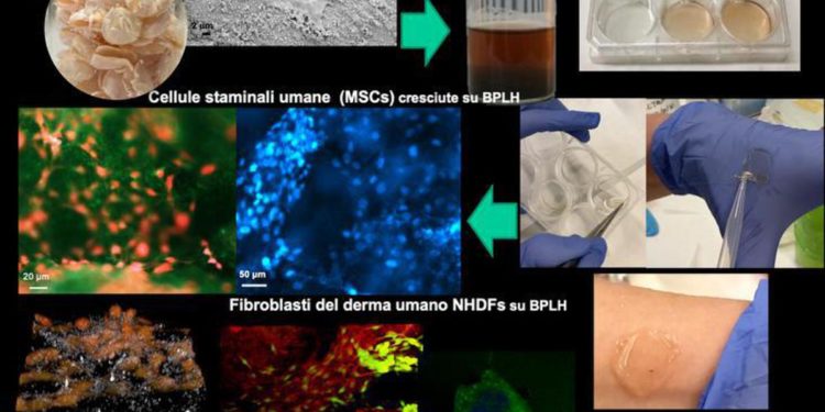 Ricerca, in arrivo dal lupino nuovi biomateriali per biomedicina e food