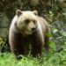 Albosaggia, si trovano l’orso a 100 metri: attimi di paura per una famiglia