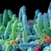 Antibiotico resistenza, Bassetti: “Oltre 80 milioni per finanziare lotta a super batteri”