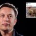 Elon Musk parla di Twitter e del nuovo CEO: il suo cane Floki