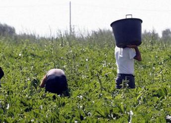 Lavoratori stagionali, procedura d’infrazione Ue contro l’Italia