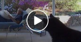 L’orso piomba in giardino, l’incontro a sorpresa – Video