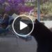 L’orso piomba in giardino, l’incontro a sorpresa – Video