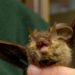 Lyssavirus dei pipistrelli, studio italiano ‘no rischi per l’uomo’
