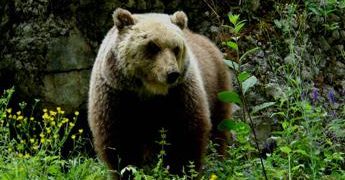 Runner morto a Trento, ad aggredire è stata orsa Jj4