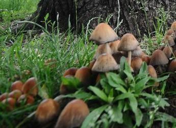 Salute: studio, criticità in integratori a base di funghi medicinali, più controlli