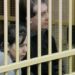 Strage Erba, pg: “Olindo e Rosa vittime di errore giudiziario, riaprire il caso”