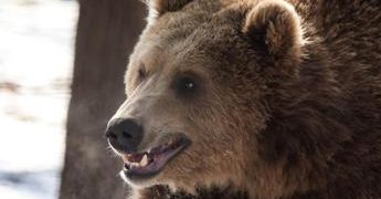 Trentino, autopsia conferma: runner ucciso dall’orso
